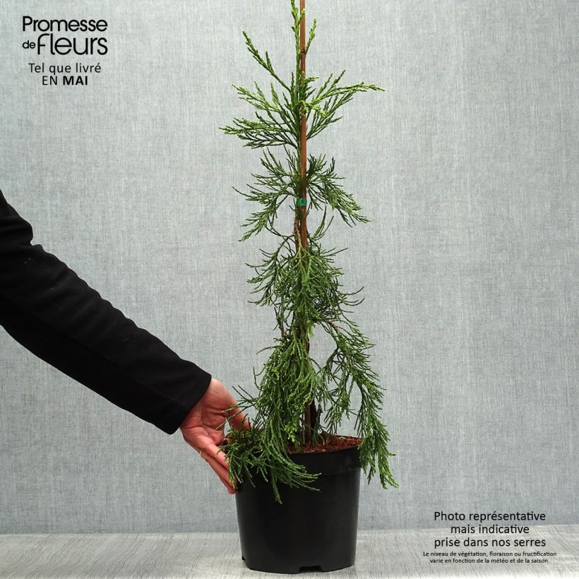 Exemplaar van Sequoiadendron giganteum Pendulum - Mammoetboom Pot van 4 l/5 l zoals geleverd in de lente