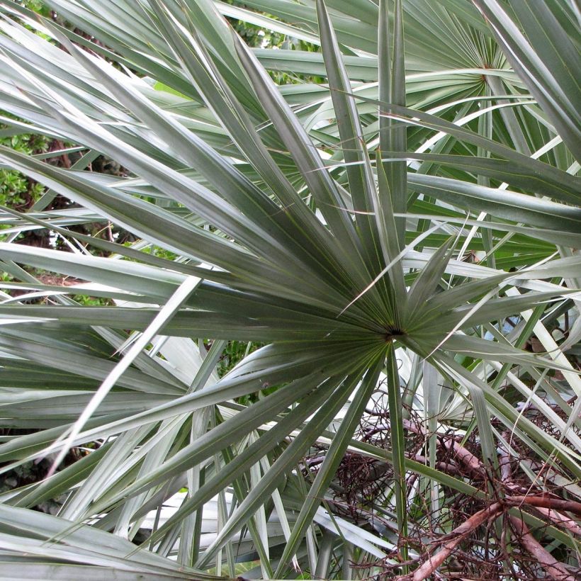 Serenoa repens Silver - Zaagpalm (Blad)