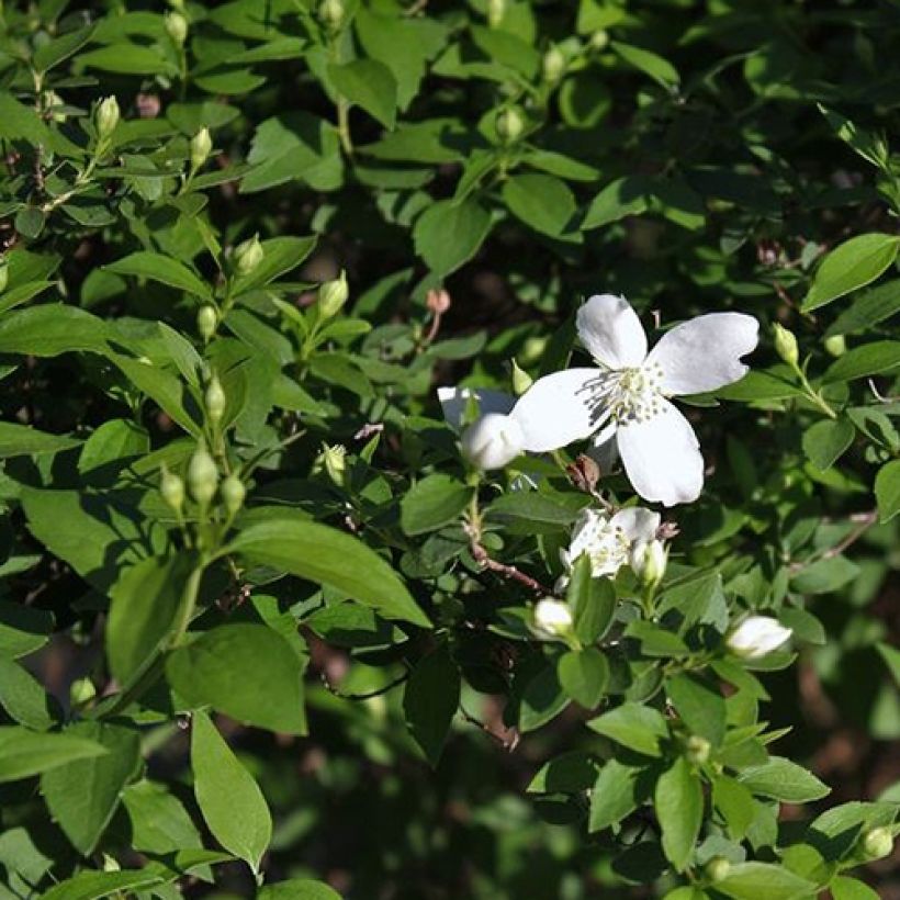 Philadelphus Silberregen - Boerenjasmijn (Blad)