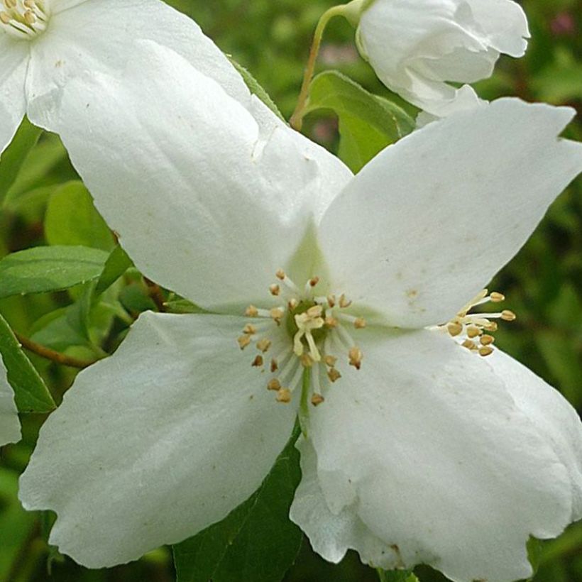 Philadelphus Silberregen - Boerenjasmijn (Bloei)