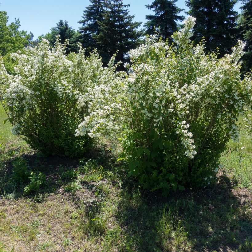 Philadelphus Silberregen - Boerenjasmijn (Groeiplaats)