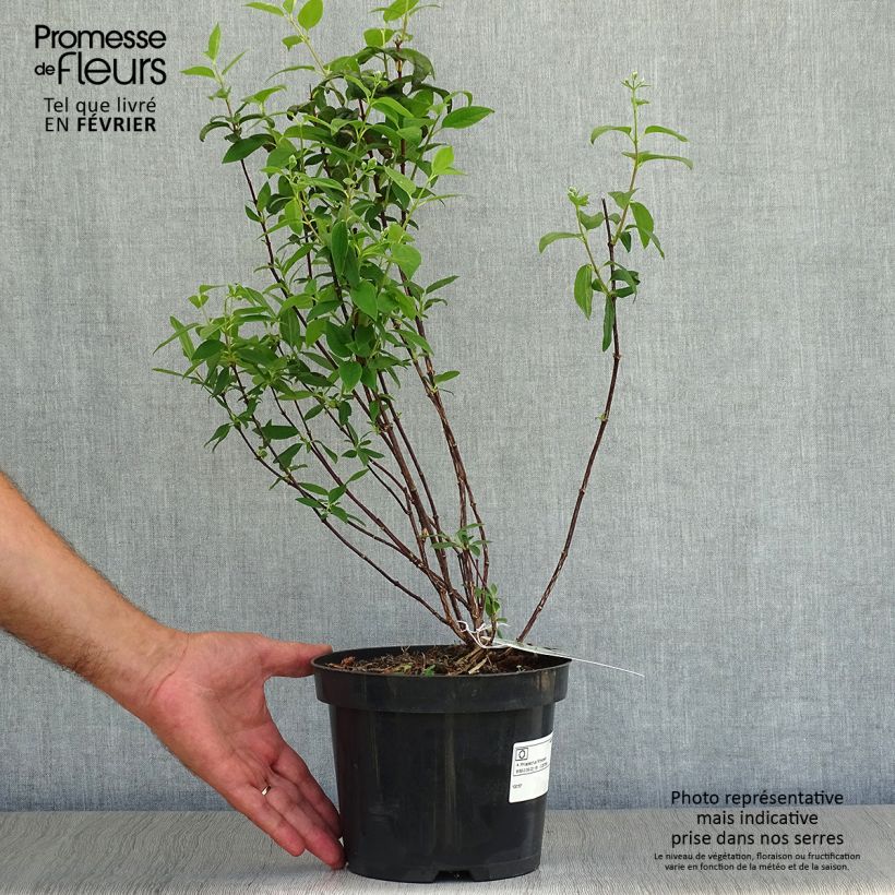 Exemplaar van Philadelphus Snowbelle - Boerenjasmijn Pot van 2 l/3 l zoals geleverd in de herfst