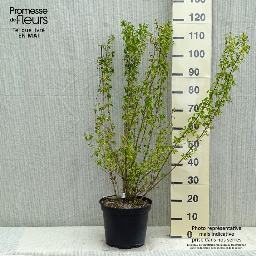 Exemplaar van Philadelphus Snowbelle - Boerenjasmijn Pot van 7,5 l/10 l zoals geleverd in de lente