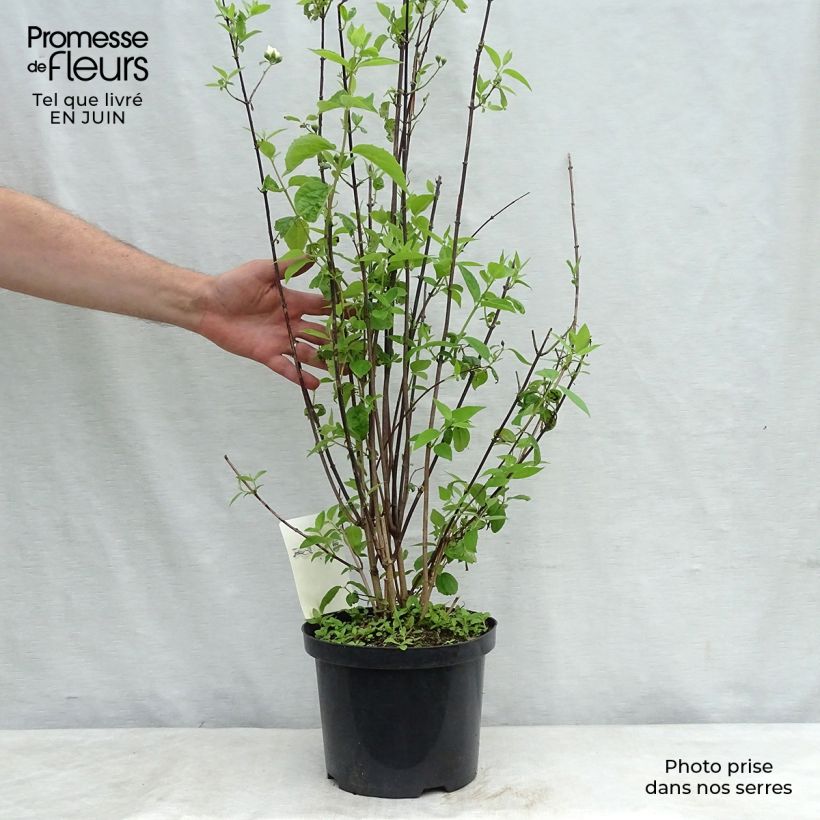 Exemplaar van Philadelphus Natchez - Boerenjasmijn Pot van 4 l/5 l zoals geleverd in de zomer