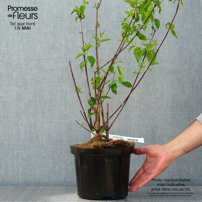 Exemplaar van Philadelphus Natchez - Boerenjasmijn Pot van 4 l/5 l zoals geleverd in de lente