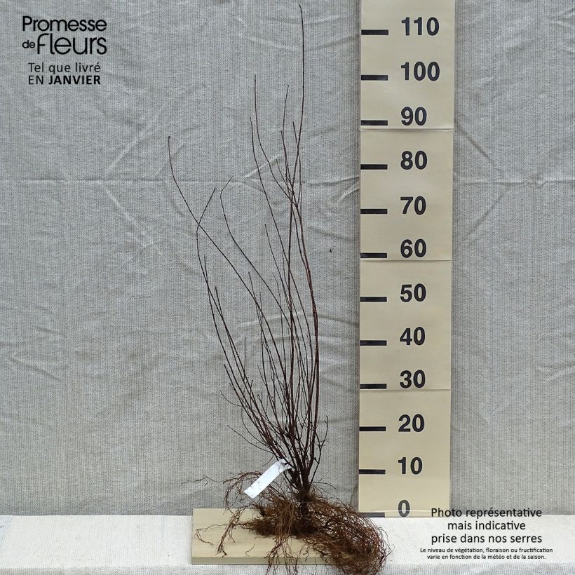 Exemplaar van Philadelphus lemoinei - Boerenjasmijn Naakte wortel zoals geleverd in de winter