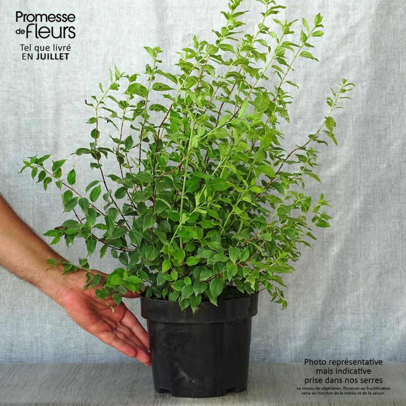 Exemplaar van Philadelphus Manteau d'Hermine - Boerenjasmijn Pot van 3 l/4 l zoals geleverd in de zomer