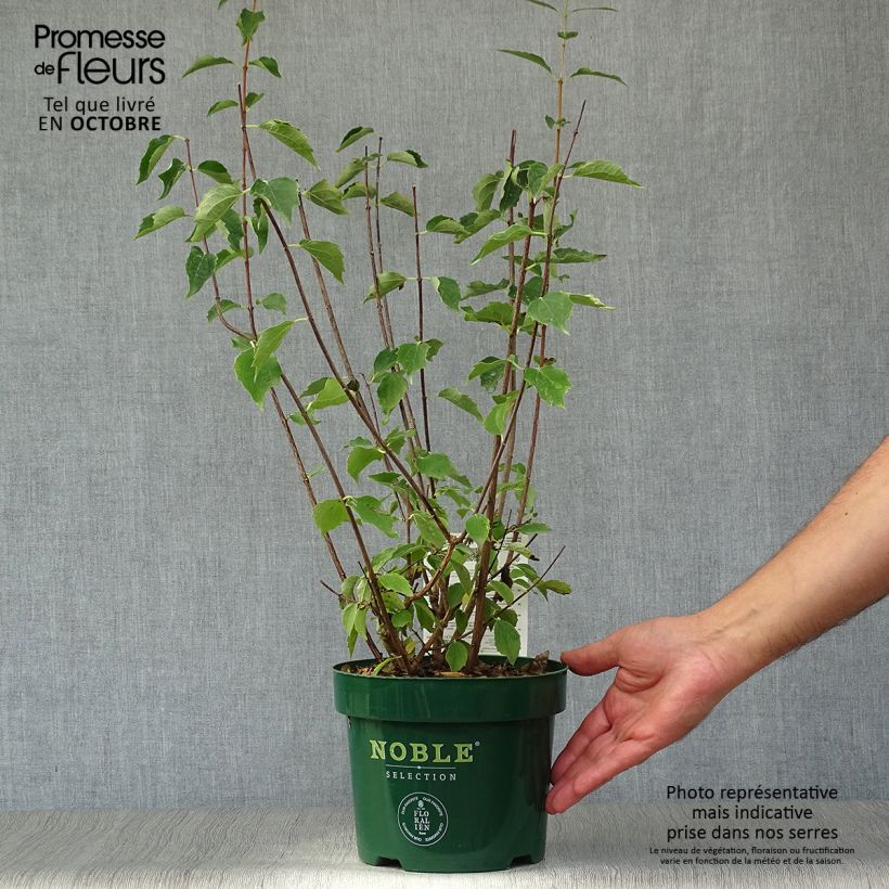 Exemplaar van Philadelphus Innocence - Boerenjasmijn Pot van 3 l/4 l zoals geleverd in de herfst