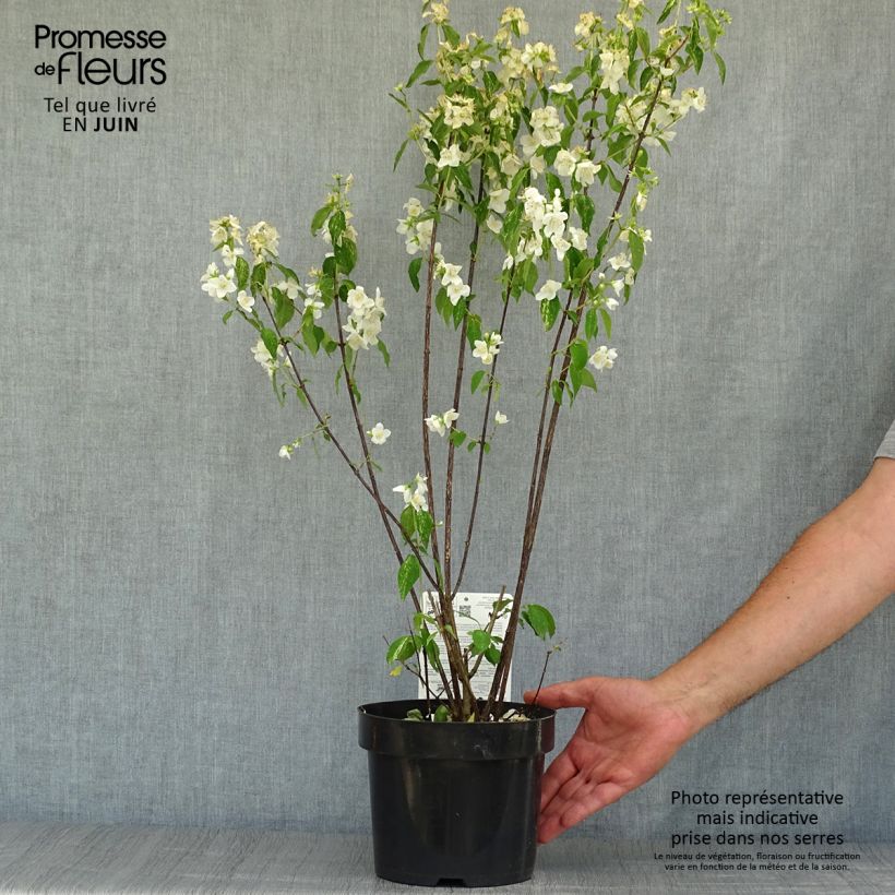 Exemplaar van Philadelphus Innocence - Boerenjasmijn Pot van 3 l/4 l zoals geleverd in de zomer