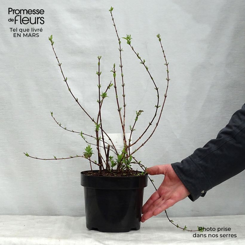 Example of Philadelphus Belle Etoile - Boerenjasmijn Pot van 3 l/4 l as you get in printemps