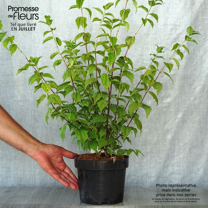 Exemplaar van Philadelphus Belle Etoile - Boerenjasmijn Pot van 3 l/4 l zoals geleverd in de zomer