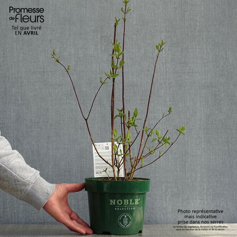 Exemplaar van Philadelphus Starbright - Boerenjasmijn Pot van 3 l/4 l zoals geleverd in de lente