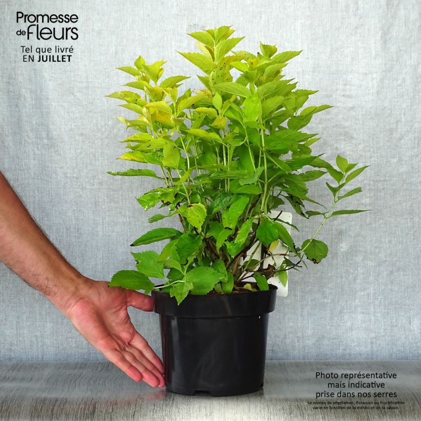 Exemplaar van Philadelphus coronarius Aureus - Boerenjasmijn Pot van 2 l/3 l zoals geleverd in de zomer