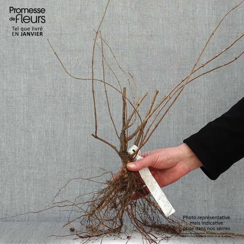 Exemplaar van Philadelphus coronarius - Boerenjasmijn Naakte wortel zoals geleverd in de winter