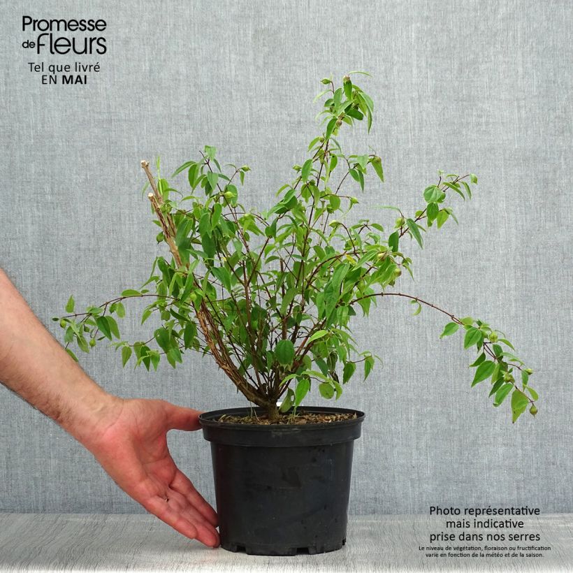 Exemplaar van Philadelphus mexicanus - Boerenjasmijn Pot van 3 l/4 l zoals geleverd in de lente