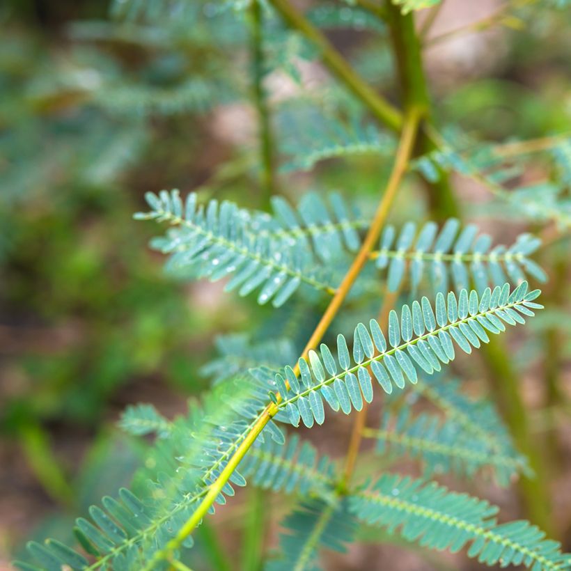Sesbania javanica - Sesbania de Java (Blad)