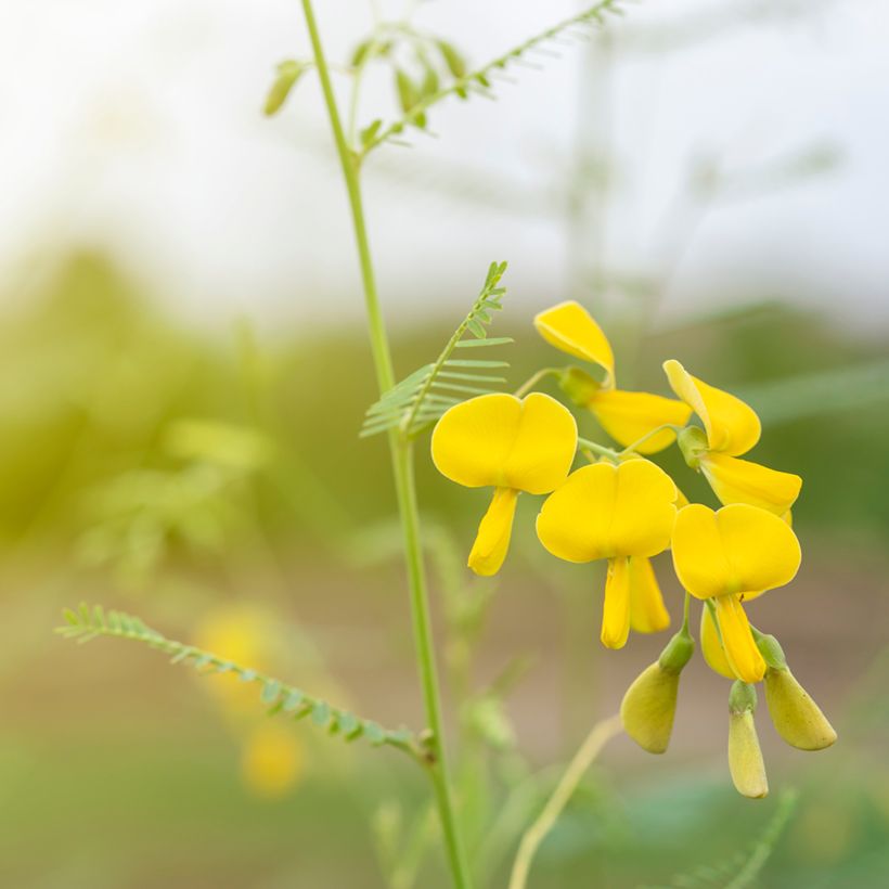 Sesbania javanica - Sesbania de Java (Bloei)