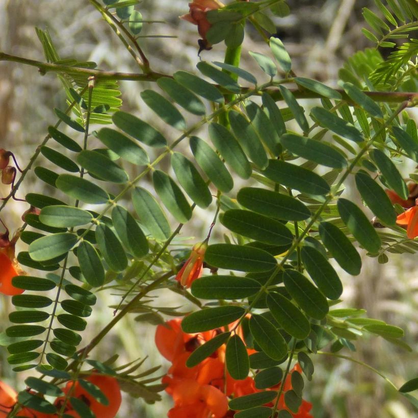 Sesbania punicea - Flamboyant d'Hyères (Blad)