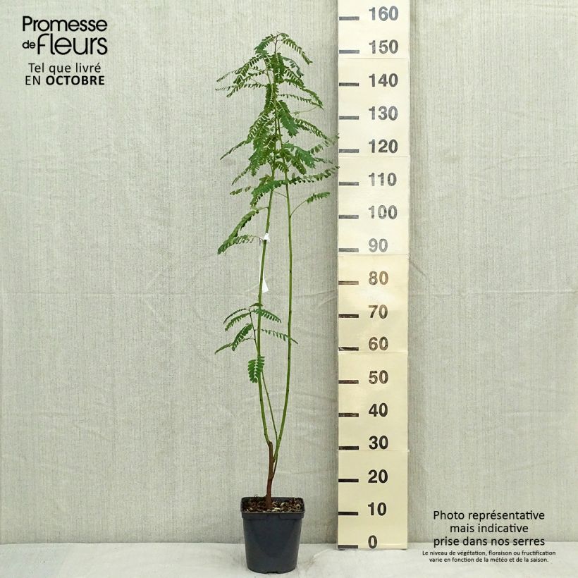 Exemplaar van Sesbania punicea - Flamboyant d'Hyères Pot van 2 l/3 l zoals geleverd in de herfst