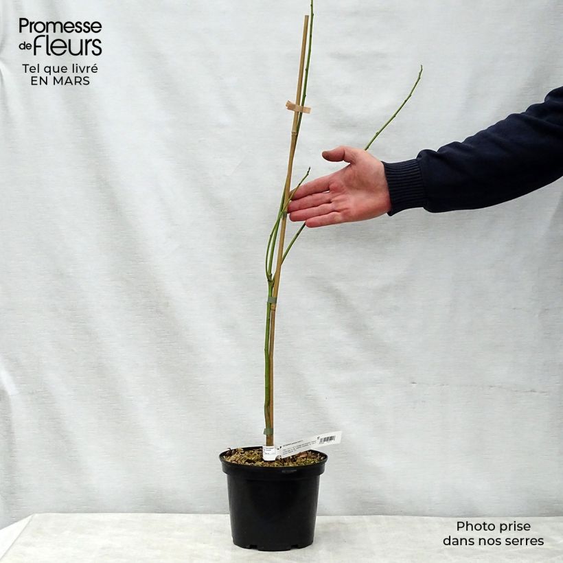 Exemplaar van Sesbania punicea - Flamboyant d'Hyères Pot van 2 l/3 l zoals geleverd in de lente