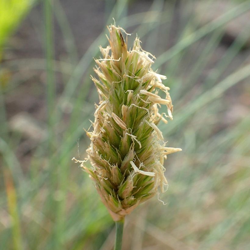 Sesleria argentea - Blauwgras (Bloei)