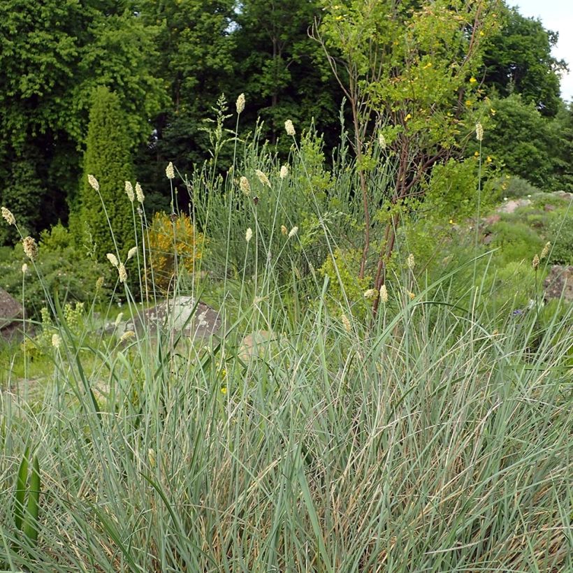 Sesleria argentea - Blauwgras (Groeiplaats)