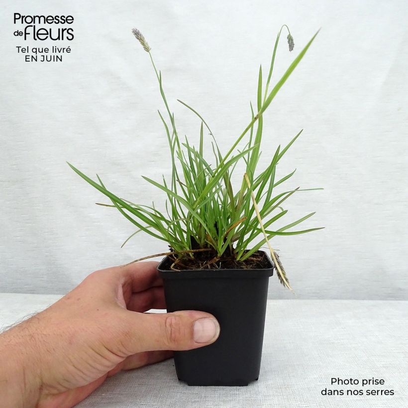 Exemplaar van Sesleria argentea - Blauwgras Kweekpotje van 8/9 cm zoals geleverd in de zomer