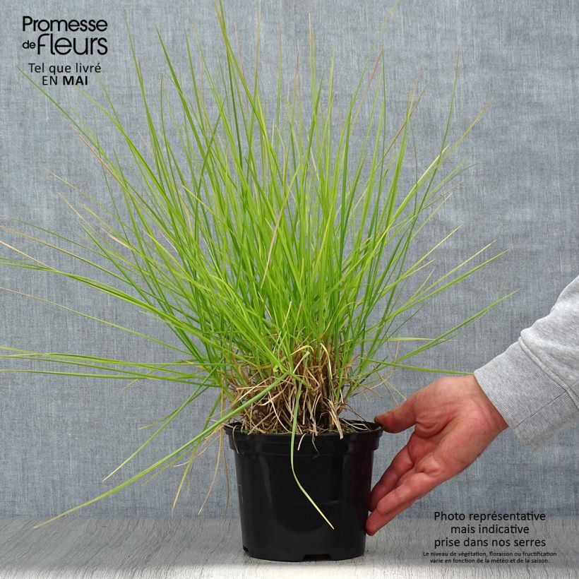 Exemplaar van Sesleria autumnalis - Blauwgras Pot van 2 l/3 l zoals geleverd in de lente
