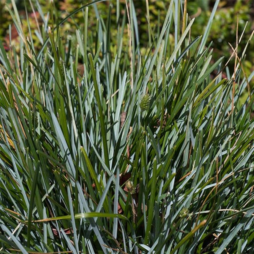 Sesleria caerulea - Blauwgras (Foliage)