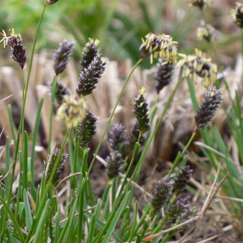 Sesleria caerulea - Blauwgras (Flowering)