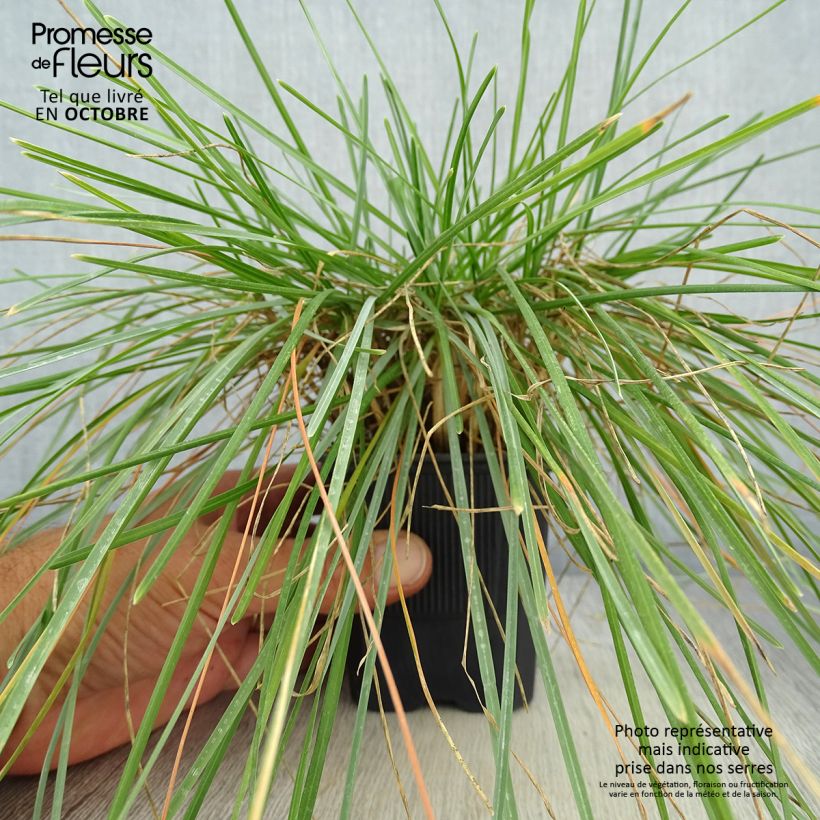 Exemplaar van Sesleria caerulea - Blauwgras Kweekpotje van 8/9 cm zoals geleverd in de herfst