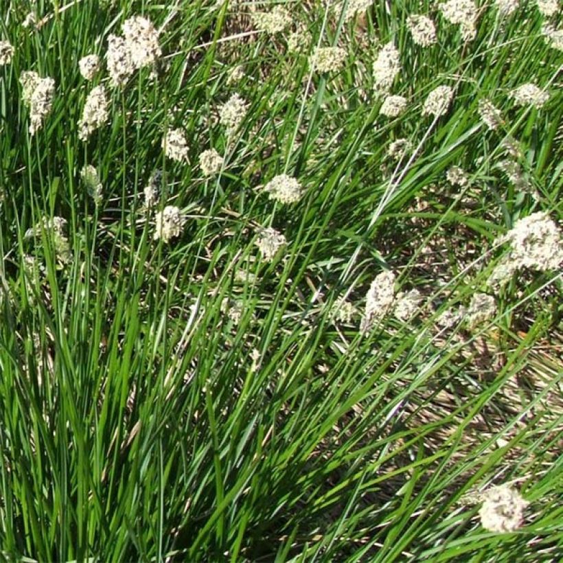 Sesleria heufleriana - Blauwgras (Flowering)