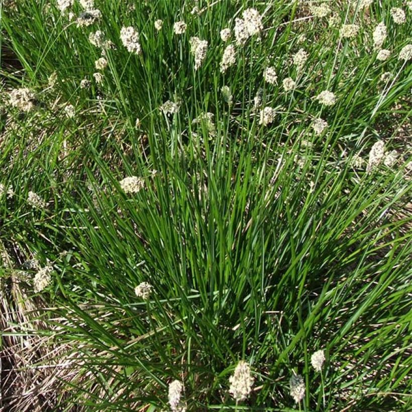 Sesleria heufleriana - Blauwgras (Plant habit)