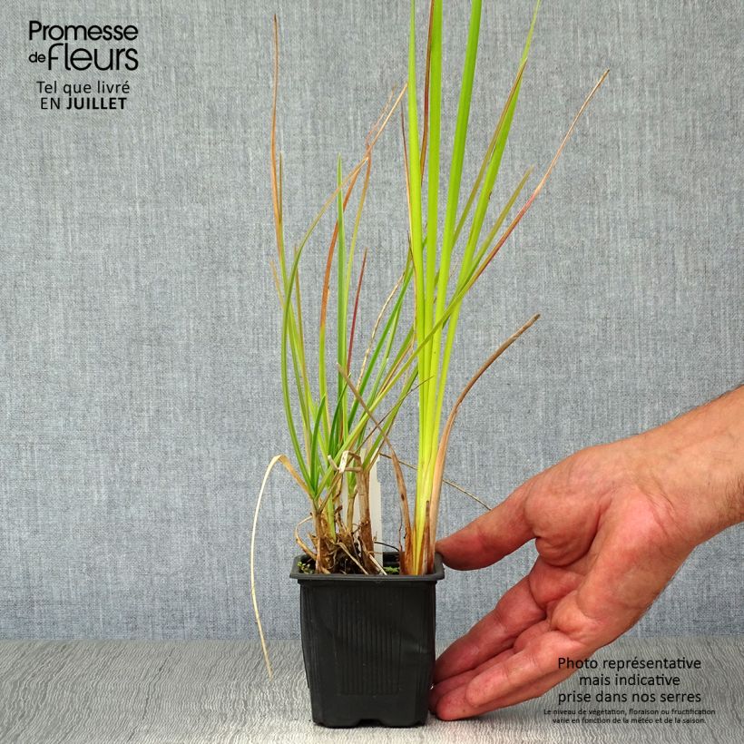 Exemplaar van Sesleria heufleriana - Blauwgras Kweekpotje van 8/9 cm zoals geleverd in de zomer