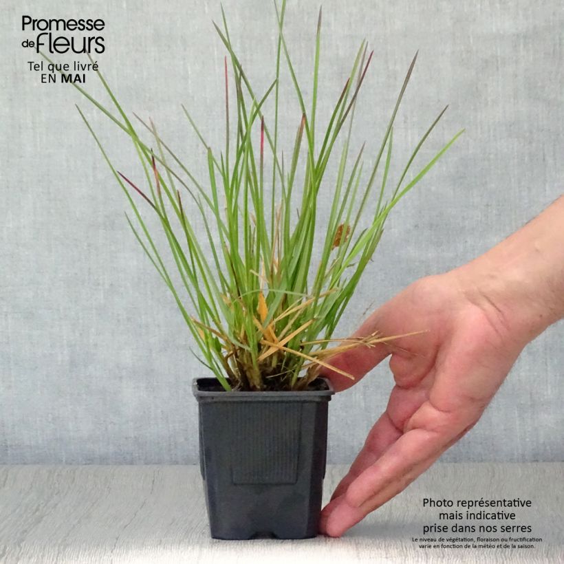 Example of Sesleria heufleriana - Blauwgras Kweekpotje van 8/9 cm as you get in printemps