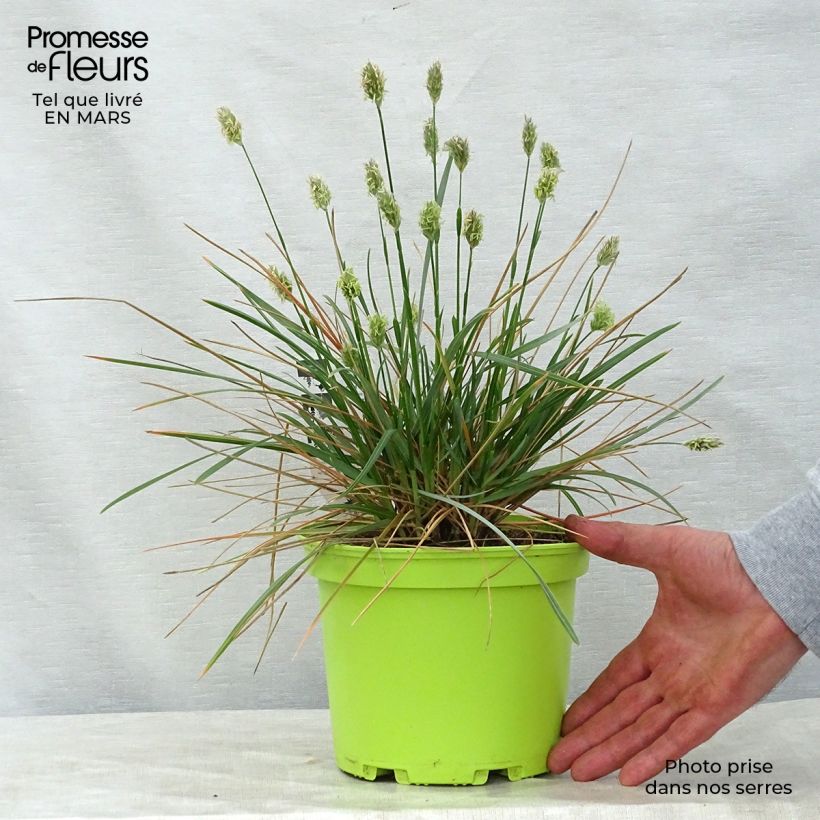 Example of Sesleria heufleriana - Blauwgras Pot van 2 l/3 l as you get in printemps
