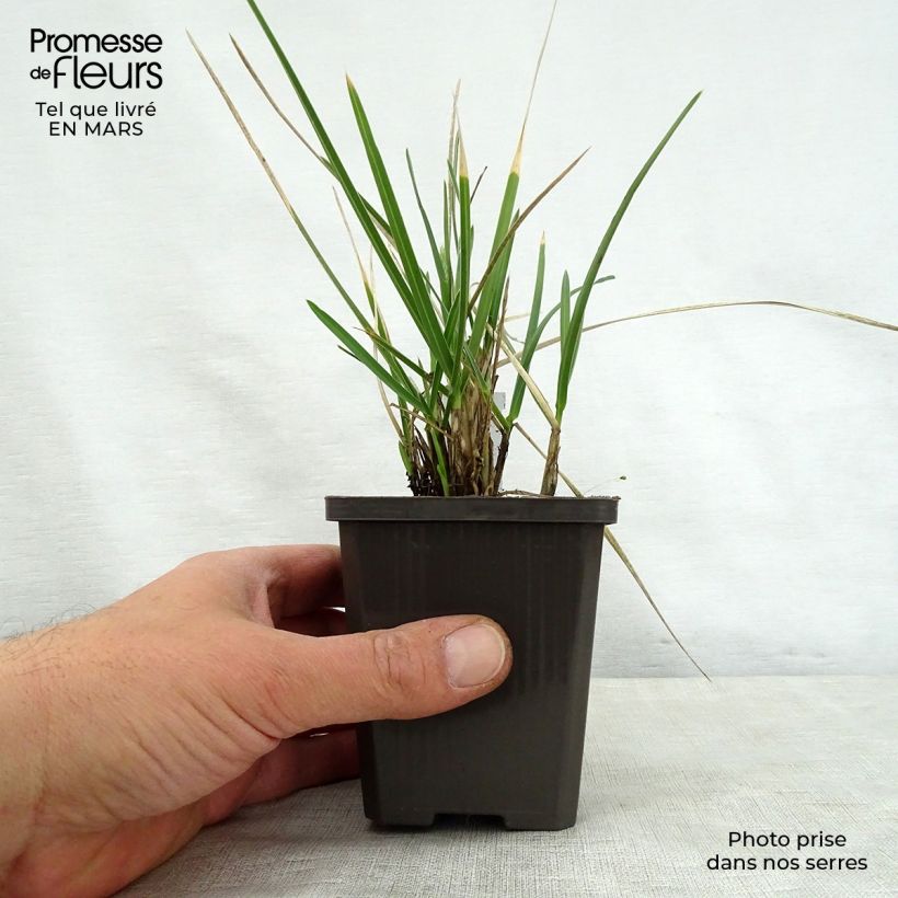 Example of Sesleria nitida - Blauwgras Kweekpotje van 8/9 cm as you get in printemps