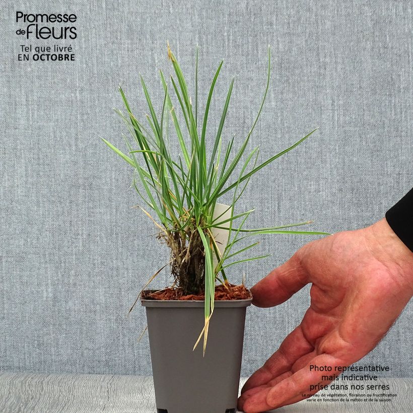 Exemplaar van Sesleria nitida - Blauwgras Kweekpotje van 8/9 cm zoals geleverd in de herfst