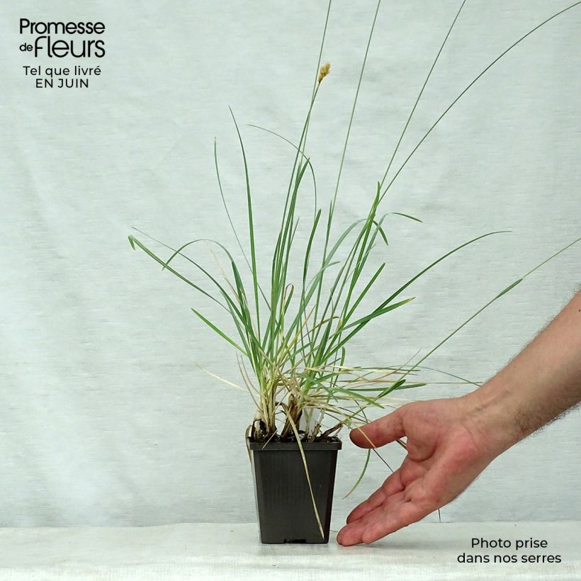 Exemplaar van Sesleria nitida - Blauwgras Kweekpotje van 8/9 cm zoals geleverd in de zomer
