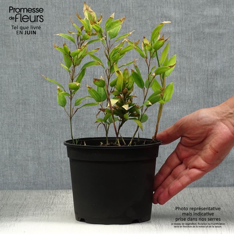 Exemplaar van Shibataea kumasaca - Bamboe Pot van 2 l/3 l zoals geleverd in de zomer
