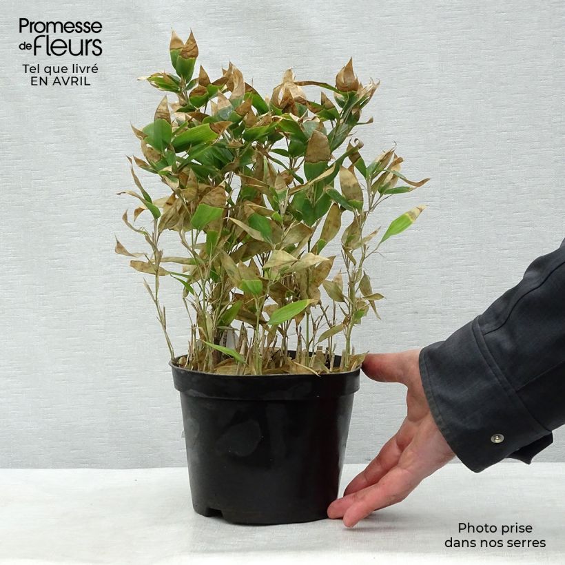Example of Shibataea kumasaca - Bamboe Pot van 2 l/3 l as you get in printemps