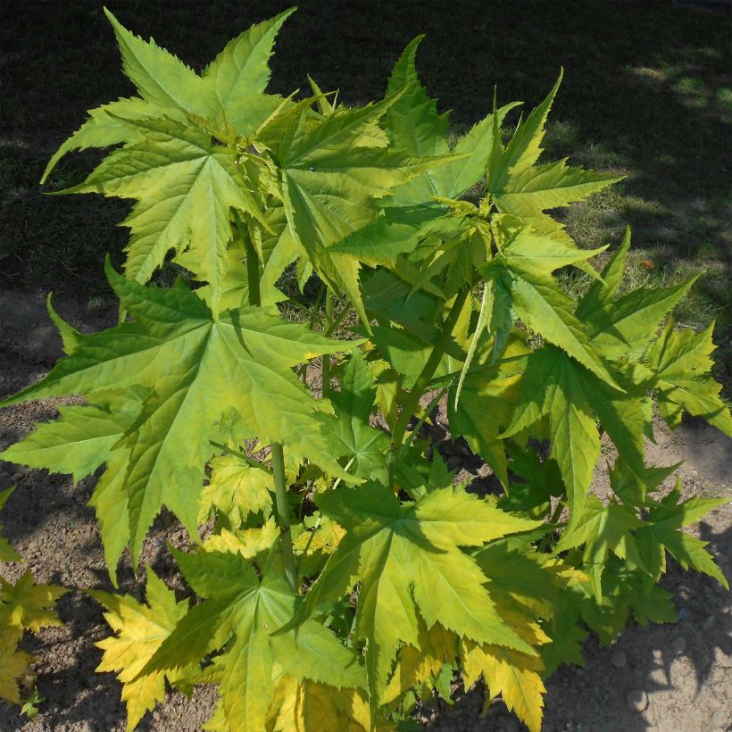 Sida hermaphrodita - Virginische malva (Blad)