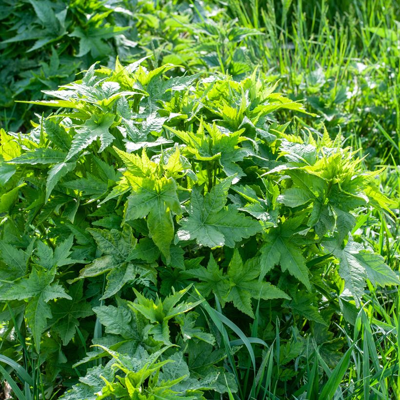 Sida hermaphrodita - Virginische malva (Groeiplaats)