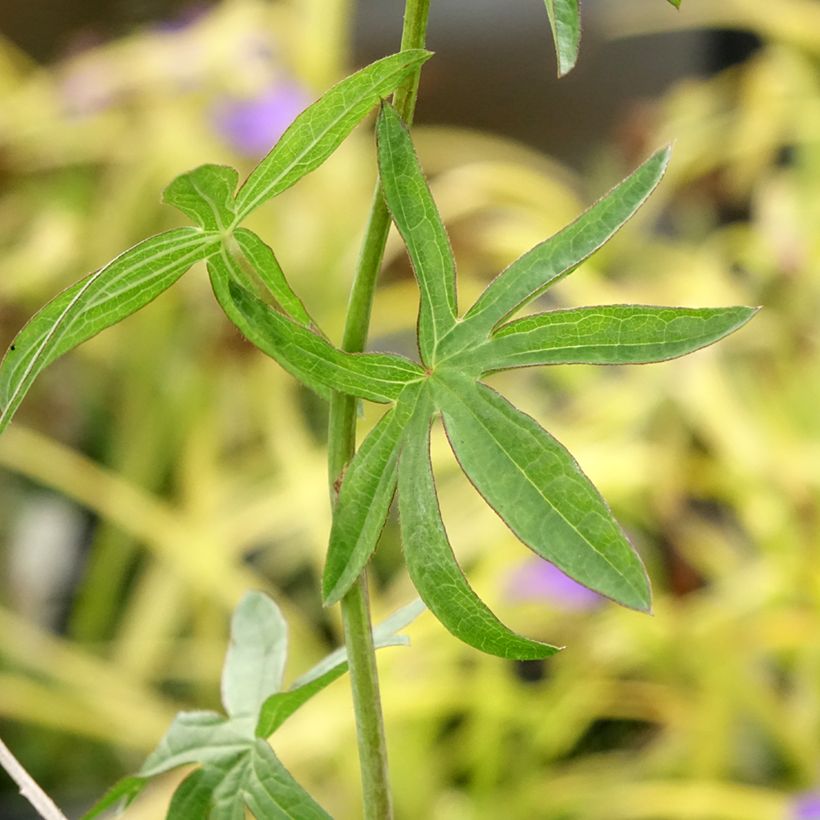 Sidalcea Candy Girl - Griekse malva (Blad)