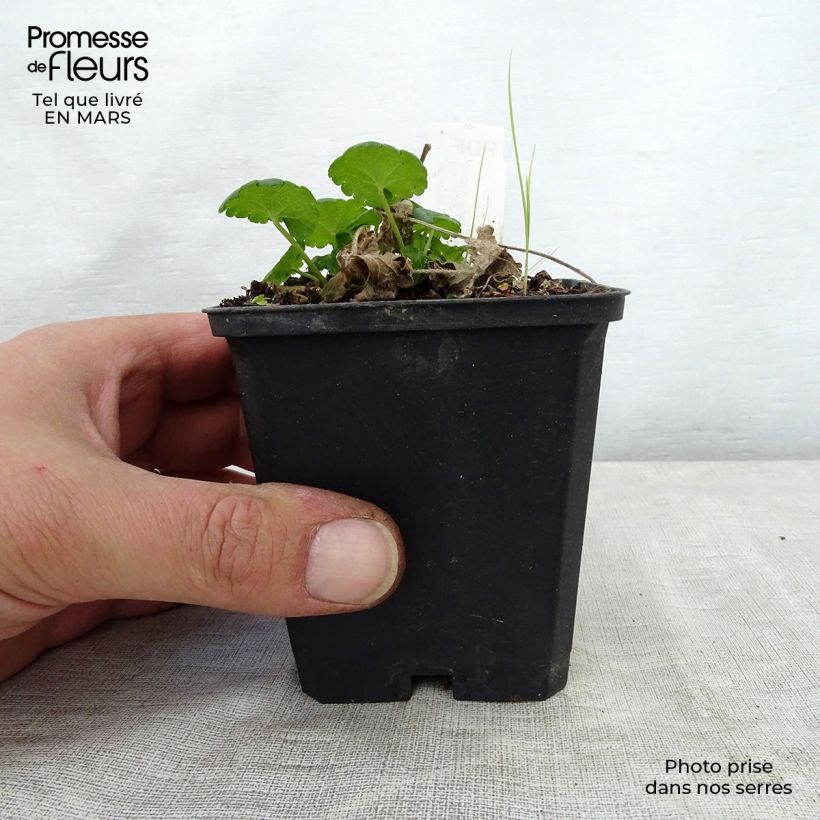 Exemplaar van Sidalcea Little Princess - Griekse malva Kweekpotje van 8/9 cm zoals geleverd in de lente