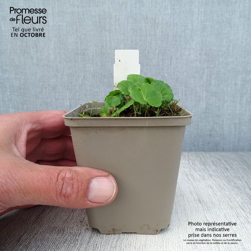 Exemplaar van Sidalcea Little Princess - Griekse malva Kweekpotje van 8/9 cm zoals geleverd in de herfst