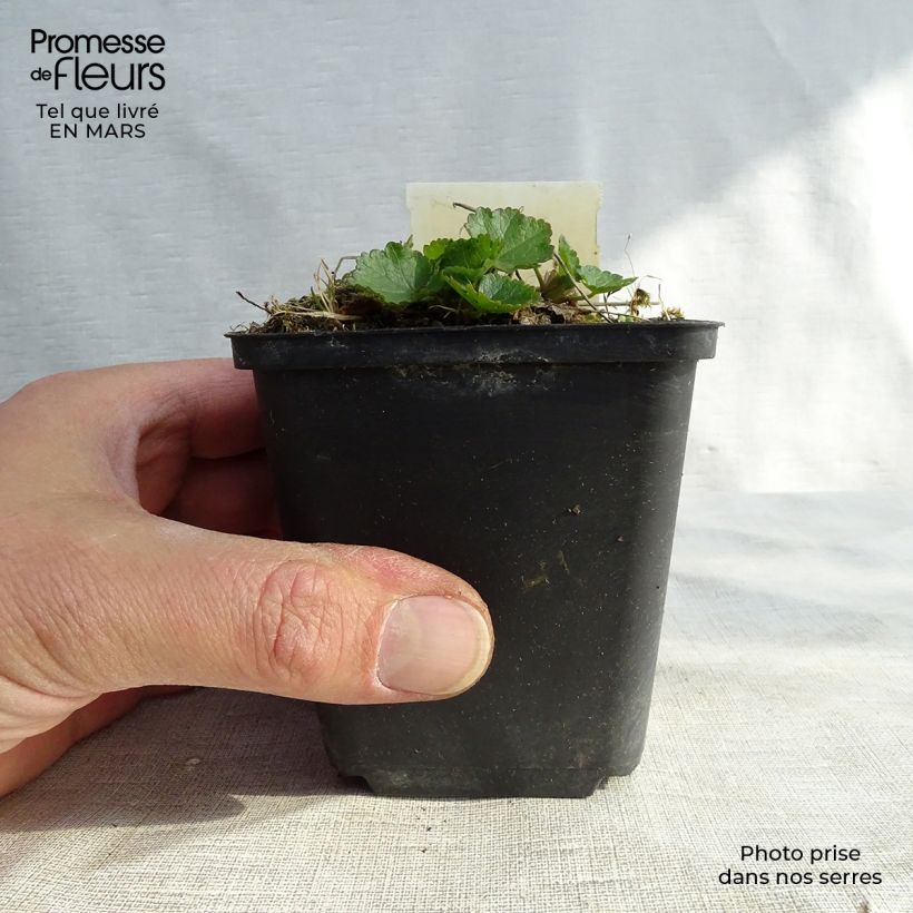 Exemplaar van Sidalcea Oberon - Griekse malva Kweekpotje van 8/9 cm zoals geleverd in de winter