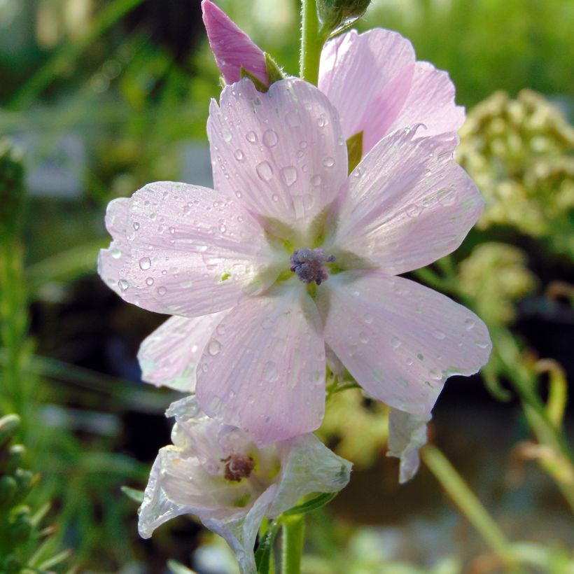 Sidalcea malviflora Elsie Heugh - Griekse malva (Bloei)