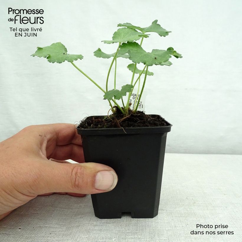 Exemplaar van Sidalcea malviflora Elsie Heugh - Griekse malva Kweekpotje van 8/9 cm zoals geleverd in de zomer