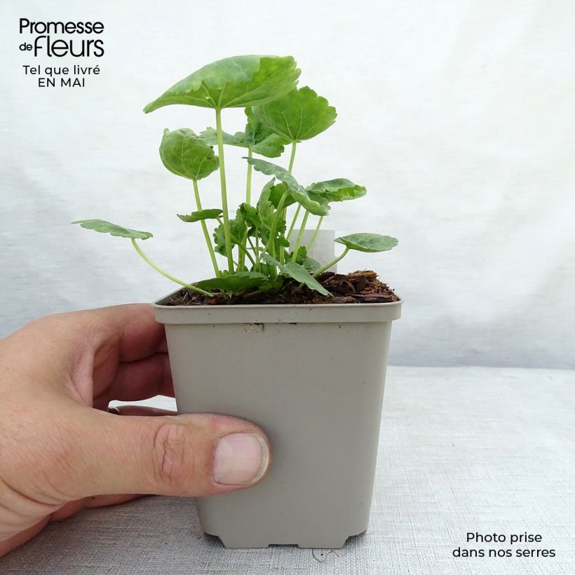 Exemplaar van Sidalcea oregana Brilliant - Griekse malva Kweekpotje van 8/9 cm zoals geleverd in de lente